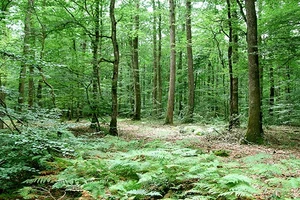 Forêts : une...