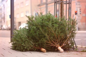 Mon beau sapin Que...