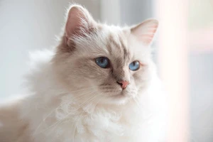 Choupette, la...