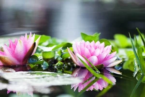 Un bassin fleuri