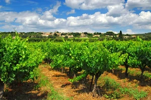 Vignobles Un...