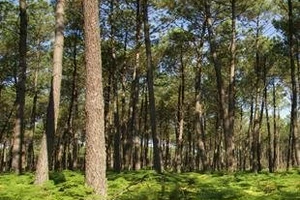 Bois et forêt Un...