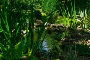 La phytoépuration...