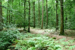 Bois et forêts : un...