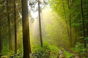 Bois et forêt...